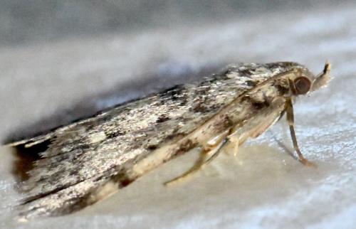 Aglossa pinguinalis